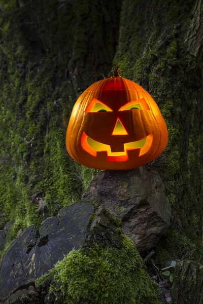 Calabaza en el árbol de fondo —  Fotos de Stock