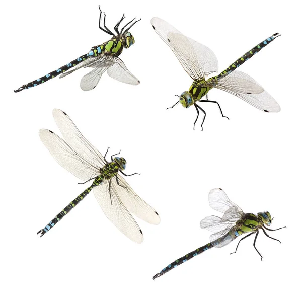 Set of macro shots of dragonfly — Stock Photo, Image