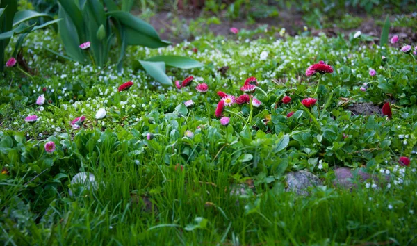 Vår gräsmatta med röd daisy — Stockfoto