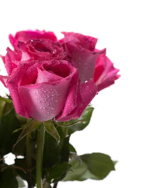 Buquê de rosas rosa — Fotografia de Stock