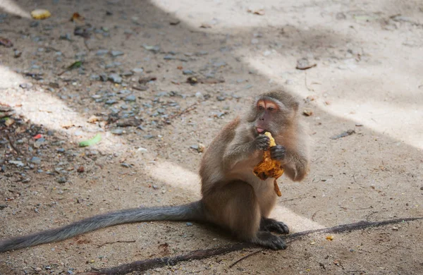 Сидящая обезьяна ест банан — стоковое фото