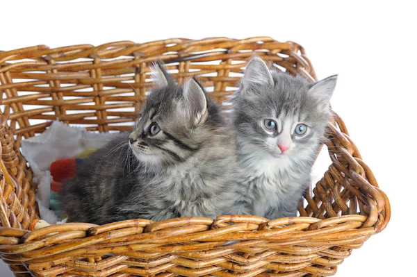 两个小小猫在篮子里 — 图库照片