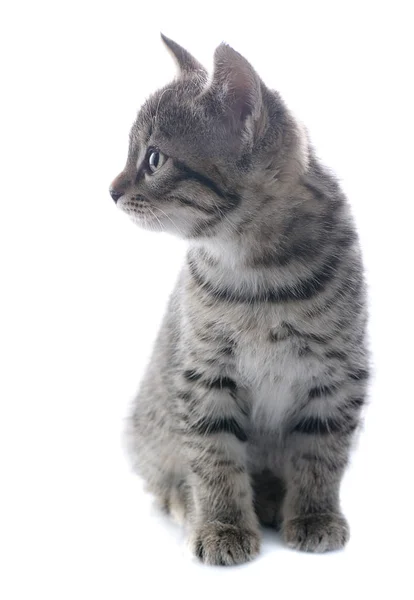 Gatito sobre fondo blanco —  Fotos de Stock