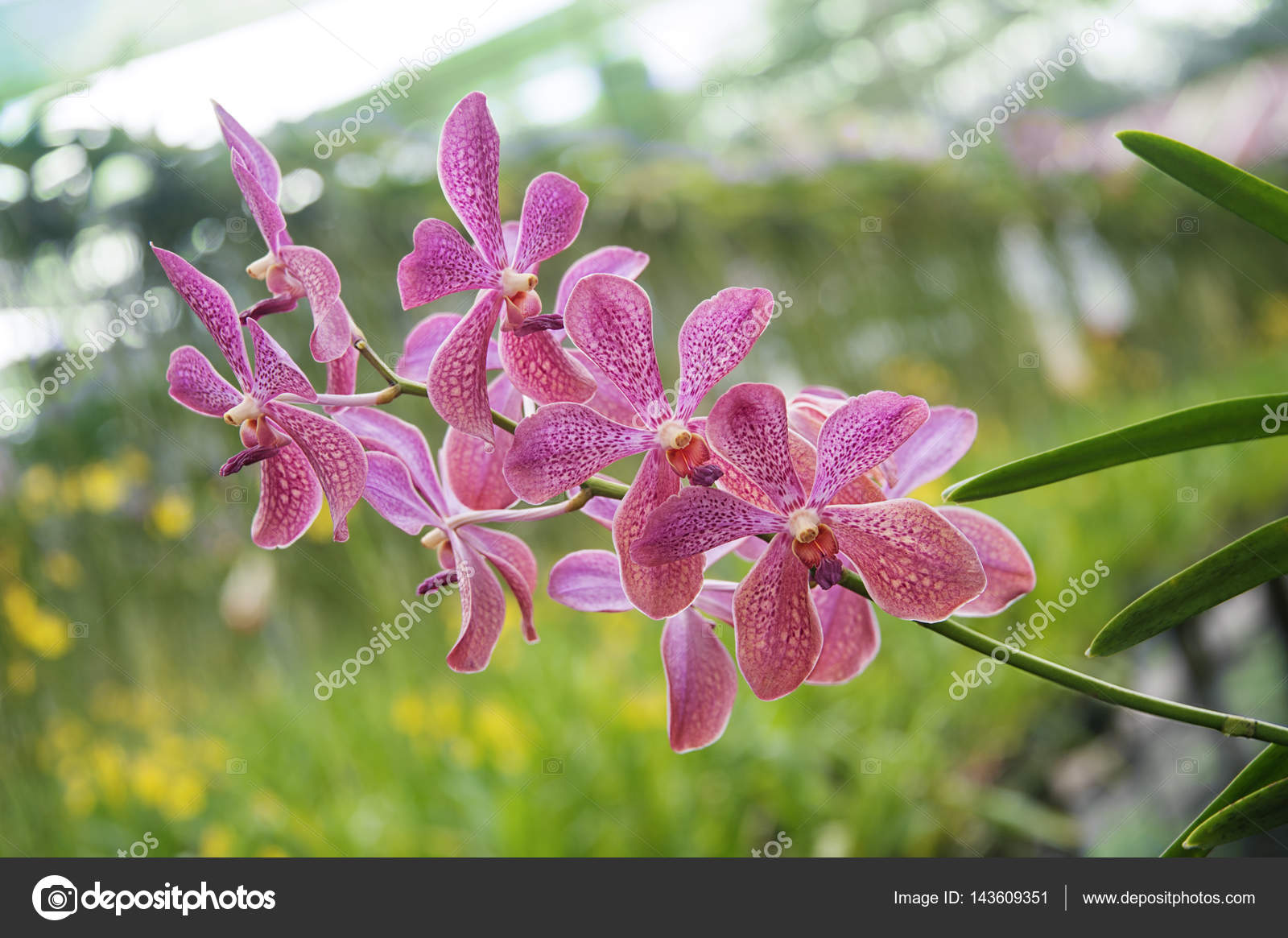 orchids in tropical phuket orchid garden, thailand– 图库图片