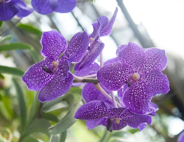Orchidea a kertben — Stock Fotó