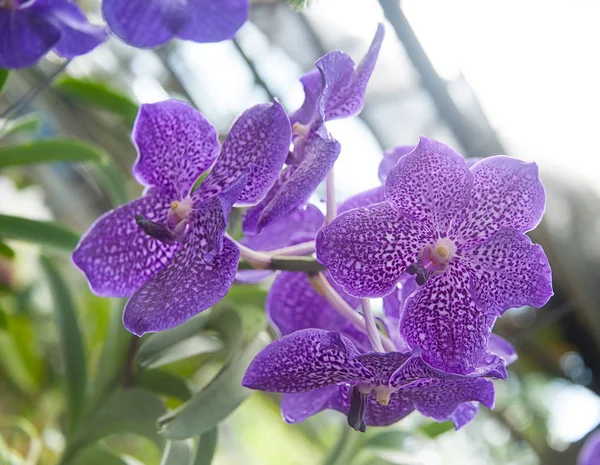 Orchidee im Garten — Stockfoto