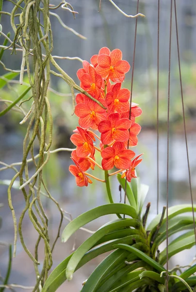 Orchid in garden — Stock Photo, Image