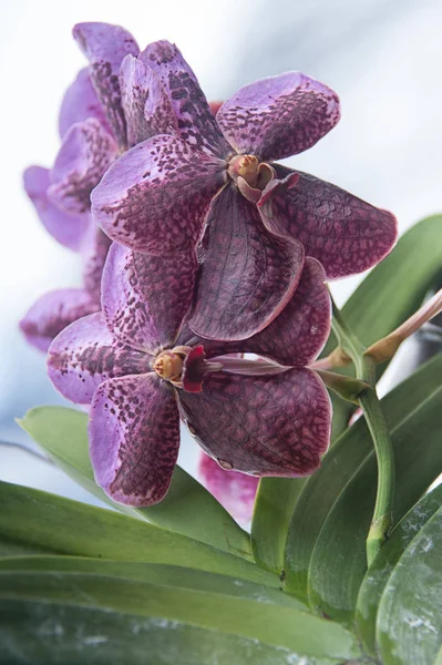 Orchidee im Garten — Stockfoto