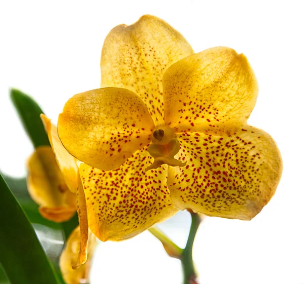 Orquídea en el jardín —  Fotos de Stock