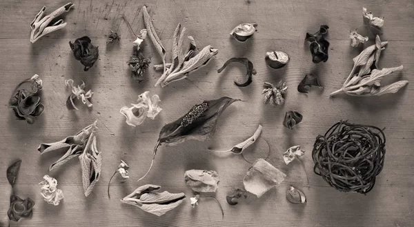 Kuru otlar ile natürmort