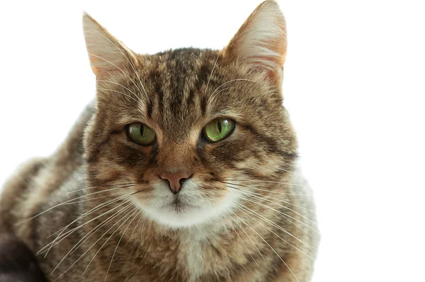 Ginger cat — Stock Photo, Image