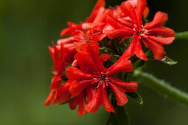 Bahçe içinde kırmızı lychnis