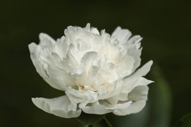 Beyaz Şakayık yakın çekim karanlık