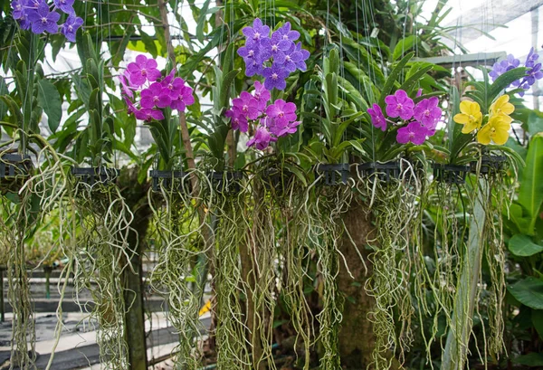 Orchidee in tuin — Stockfoto