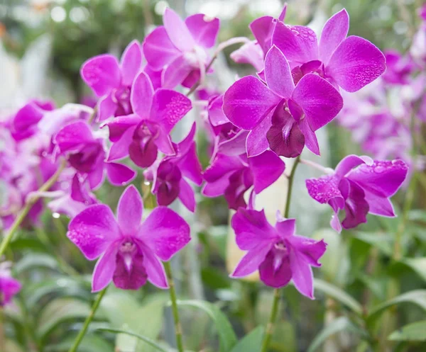 Orchid in garden — Stock Photo, Image