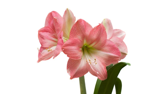 Pink amaryllis — Stock Photo, Image