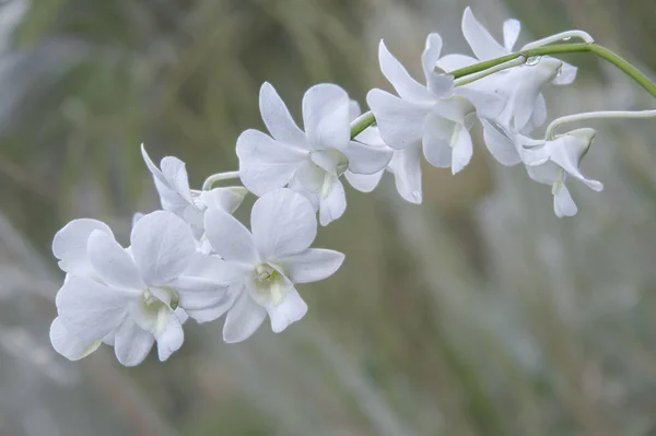 Orquídea en el jardín — Foto de Stock