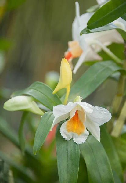 Orchidee in tuin Stockfoto