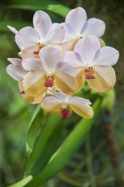 Orchidee in tuin Rechtenvrije Stockfoto's