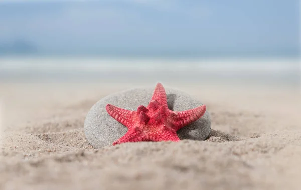 砂の上の海の星 — ストック写真