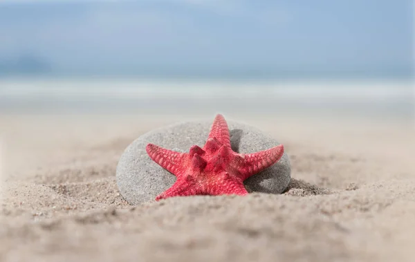 Sea star on sand Stock Image