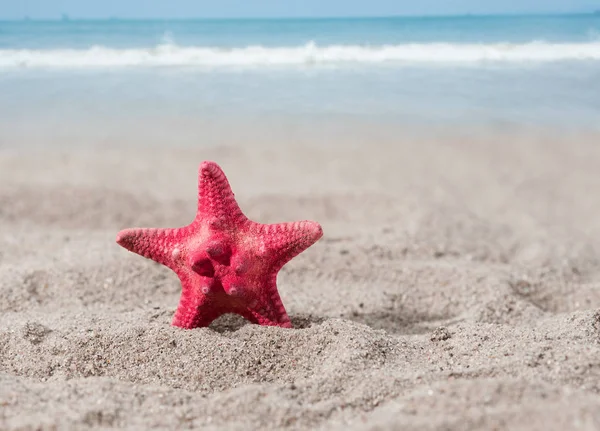 Sea star op zand Stockfoto