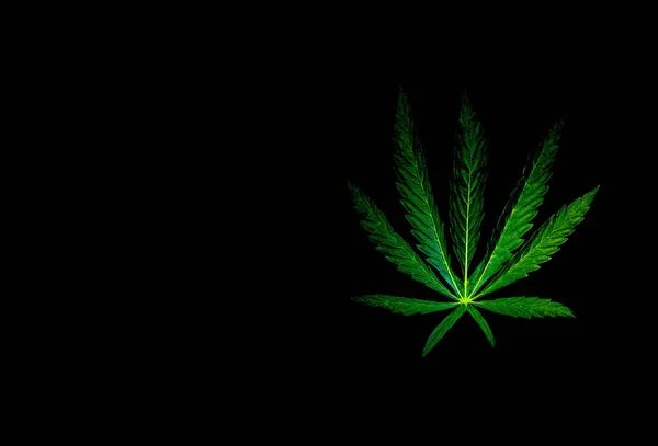 Geïsoleerd Groen Blad Van Cannabis Marihuana Een Zwart Witte Achtergrond — Stockfoto