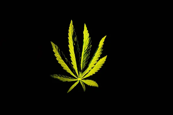 Izolált Zöld Levél Kannabisz Marihuána Fekete Fehér Alapon — Stock Fotó