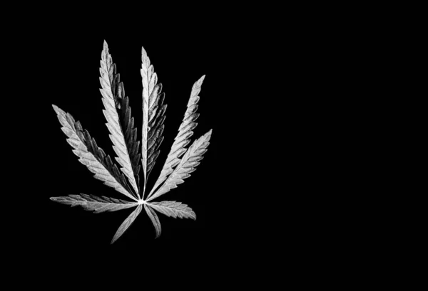 Feuille Verte Isolée Cannabis Marijuana Sur Fond Noir Blanc — Photo