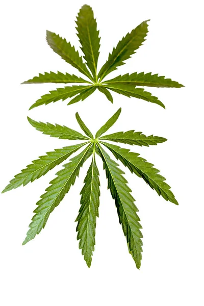 Isolerad Grön Blad Cannabis Marijuana Svart Och Vit Bakgrund — Stockfoto