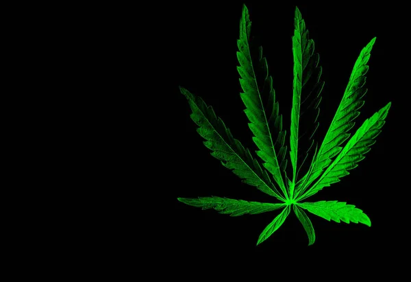 Folha Verde Isolada Maconha Cannabis Fundo Preto Branco — Fotografia de Stock