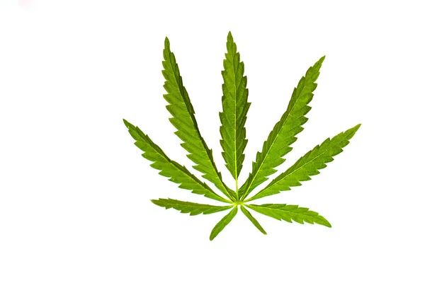 Hoja Verde Aislada Marihuana Cannabis Sobre Fondo Blanco Negro —  Fotos de Stock