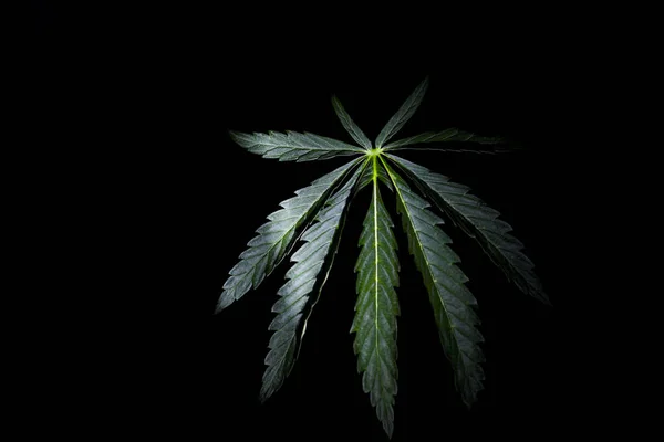 Folha Verde Isolada Maconha Cannabis Fundo Preto Branco — Fotografia de Stock