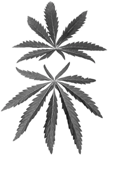 Isolerad Grön Blad Cannabis Marijuana Svart Och Vit Bakgrund — Stockfoto