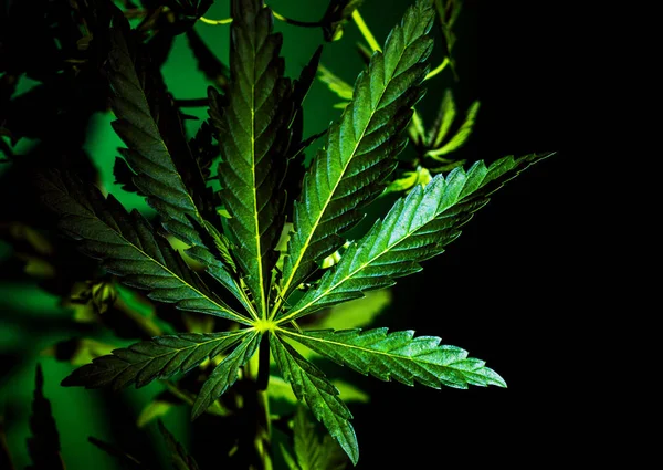 Isolerad Grön Blad Cannabis Marijuana Svart Och Vit Bakgrund — Stockfoto