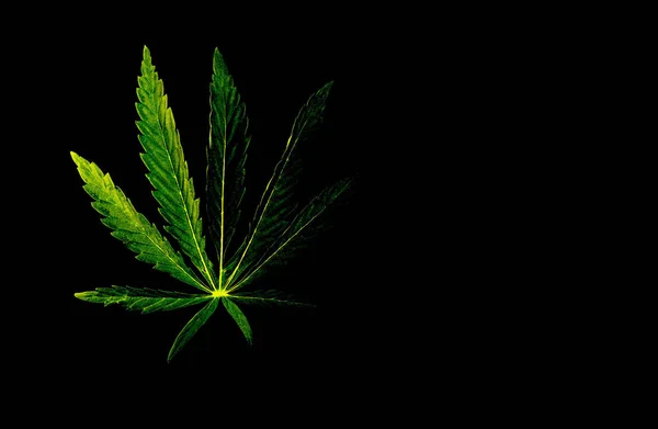 Odizolowany Zielony Liść Marihuany Konopnej Czarno Białym Tle — Zdjęcie stockowe