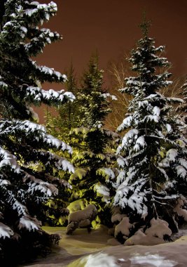 Şehir ormanında karla kaplanmış gece ladini.
