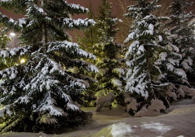 Şehir ormanında karla kaplanmış gece ladini.