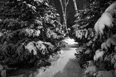 Şehir ormanında karla kaplanmış gece ladini.