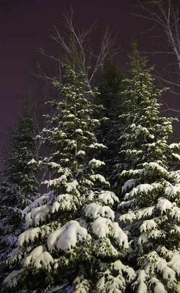 Nattgranar Täckta Med Snö Stadsskog — Stockfoto