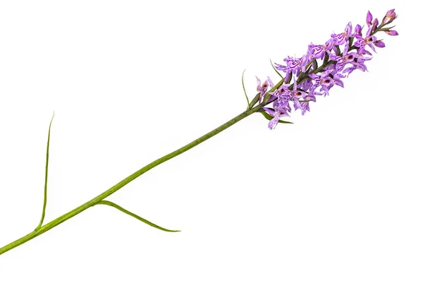 Orchis — Photo