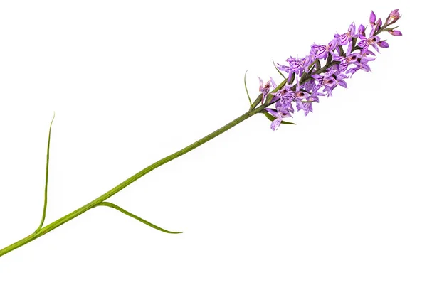 Orchis Stock Picture