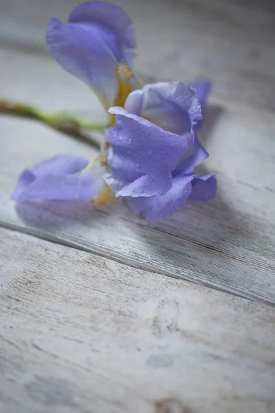 Iris flower on table