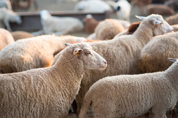 Herd of Sheep in the pen