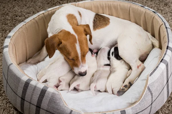 dog feeds the puppies,  Jack Russell Terrier