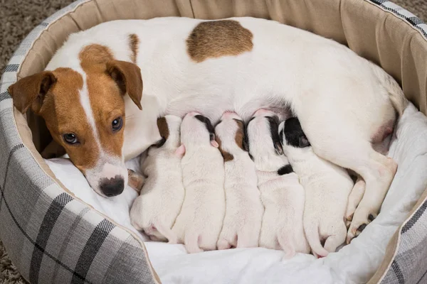 dog feeds the puppies,  Jack Russell Terrier