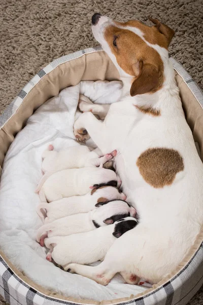 dog feeds the puppies,  Jack Russell Terrier