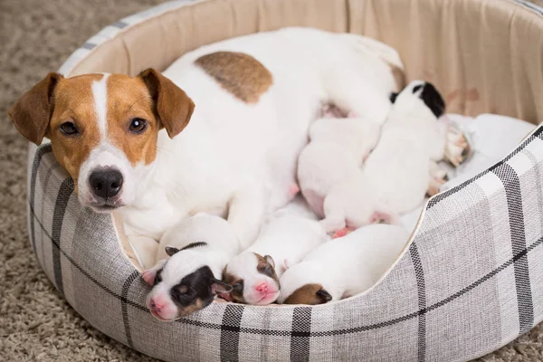 dog feeds the puppies,  Jack Russell Terrier