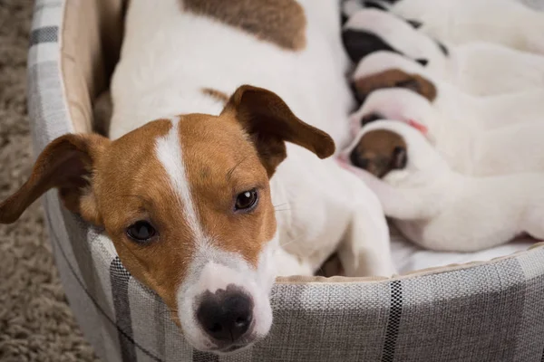 The dog feeds the puppies of the newborn breed Jack Russell Terrier, Age six days