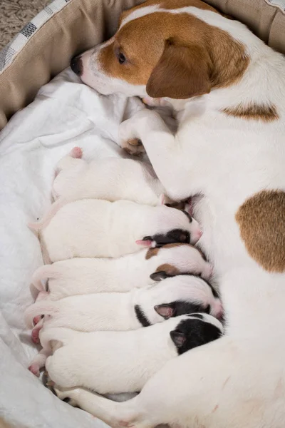 The dog feeds the puppies of the newborn breed Jack Russell Terrier, Age six days